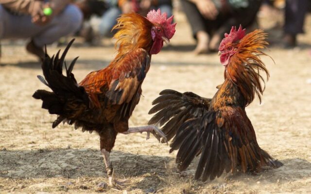 Điều thú vị là, Pho88, tại sao chúng ta lại phải cạnh tranh ở đây? - Pho88
